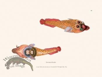 049 Occelated Sucker